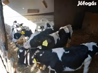 Бик, Russian Black pied cattle — фото 3
