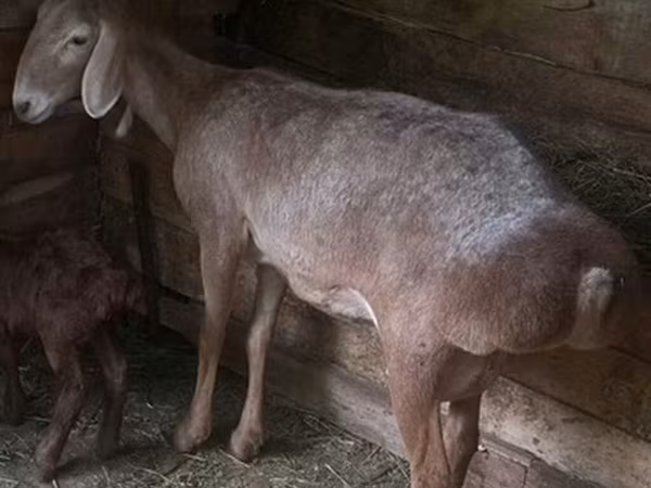Ovca, Afghan Arabi sheep