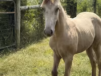 Pastuv, Kentucky mountain daddle horse — fotografija 5