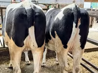 Cow, Holstein breed — photo 2