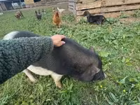 母山羊, Goats — 照片 6