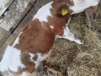 Cow, Simmental cattle — photo 3