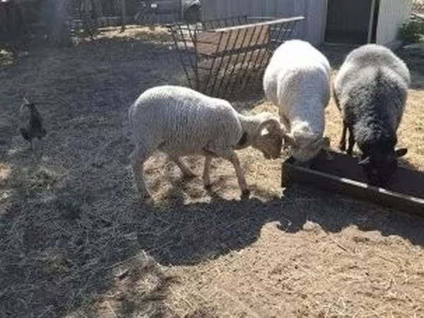 Bélier, Merino sheep — Hongrie
