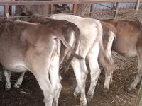 Krava, Simmental cattle — fotografija 7