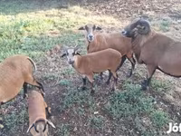 Carnero, Cameroon sheep — foto 3