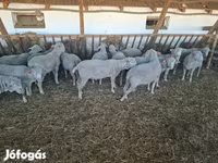 Widder, Merino sheep — Foto 3
