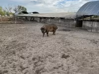 Boar, Дюрок — photo 2