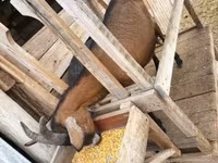 Ziege, Alpine goat — Foto 5