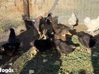 جيرسي جاينت — الصورة 5