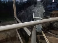 Kobila, Budyonny horse — fotografija 6