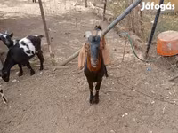 Jarac, Nubian Goat — fotografija 2