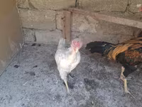 Chickens — fotografija 8