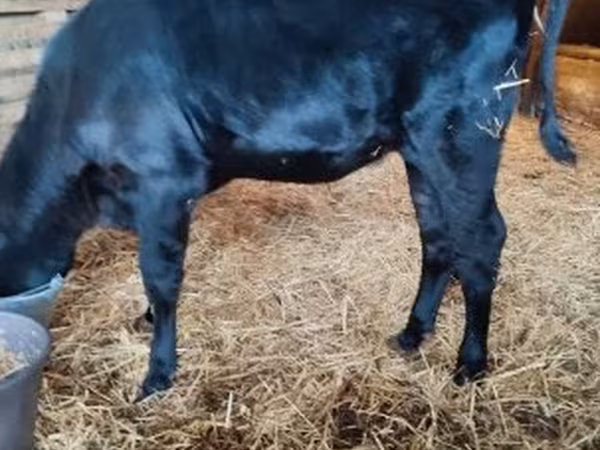 Vaca, Aberdeen-Angus