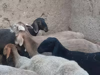 Ovca, Arashan sheep — fotografija 3