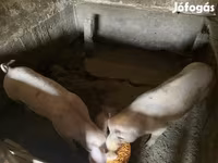 Säue, Schweine — Foto 2