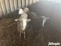 Oveja, Ovejas — foto 3