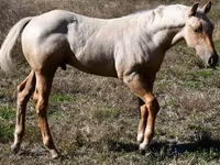 Aygʻir, Quarter Horse — 1-rasm