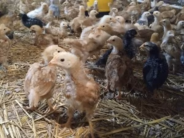 Chickens — Węgry