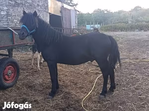 Hengst, Pferde