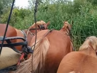 Égua, Cavalos — foto 4