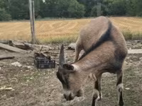 Boucs, Alpine goat — photo 6