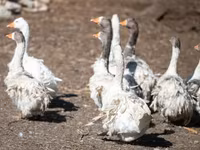 Geese — zdjęcie 4