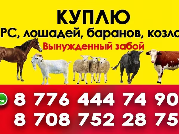 Yegua, Horse breed