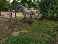 雄馬, Lipizzaner — 写真 2