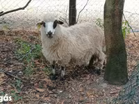 公羊, Racka sheep — 照片 3