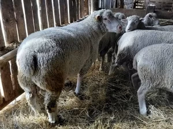Qoç, Ile-de-France sheep