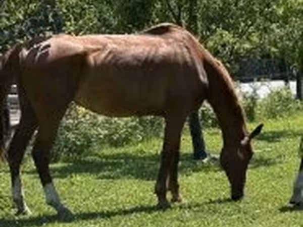 घोड़ा, Hungarian horse breed