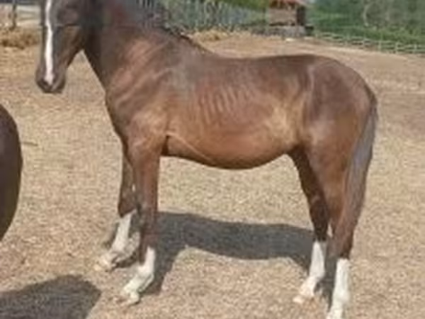 Aygʻir, Lipizzaner — Vengriya