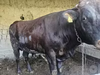 Bik, Red Estonian cattle — fotografija 2
