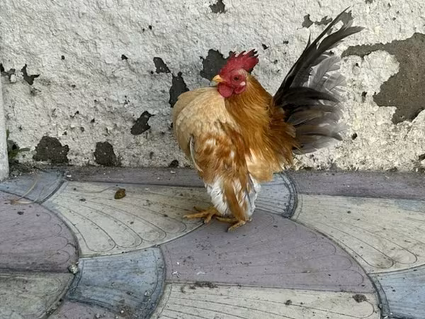 Chickens