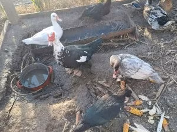 Ducks