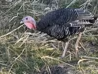 Turkeys — फ़ोटो 2