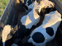 Бұқа, Russian Black pied cattle — 1-сурет