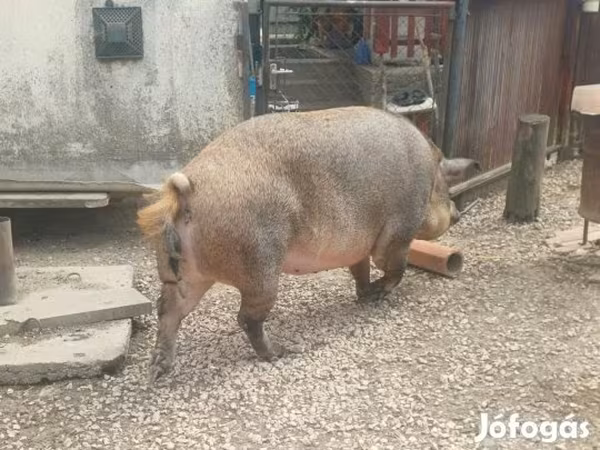 Säue, Мангалица