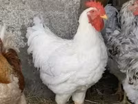 Plymouth Rock — zdjęcie 4