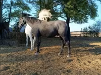 Cavalo, Lipizzaner — foto 3