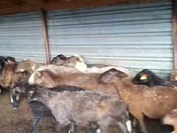 Ovan, Adal sheep — fotografija 1