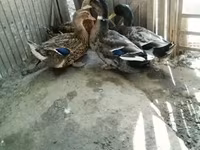 Ducks — 写真 5