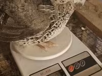Quails — Foto 7