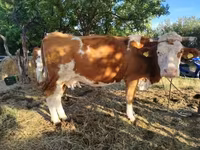 Cow, Simmental cattle — photo 1