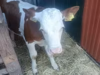 Bik, Simmental cattle — fotografija 7