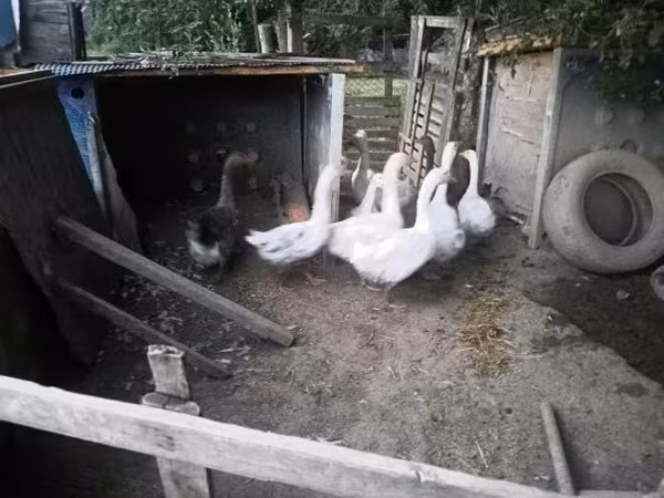 Duńska szara i szarobrokatna gęś — Węgry
