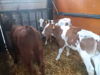 Bik, Simmental cattle — fotografija 2