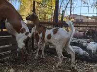عنزة, Nubian Goat — الصورة 3