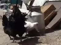 Leghorn — fotografija 2