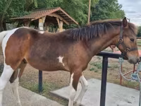 حصان, Hungarian horse breed — الصورة 1